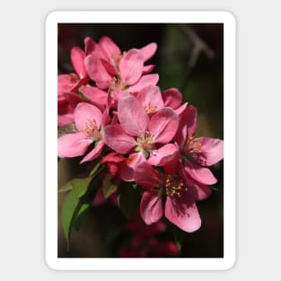 Crab Apple Blossoms Sticker